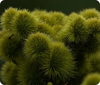 Close-up of green spiky seed pods clustered together against a dark background.